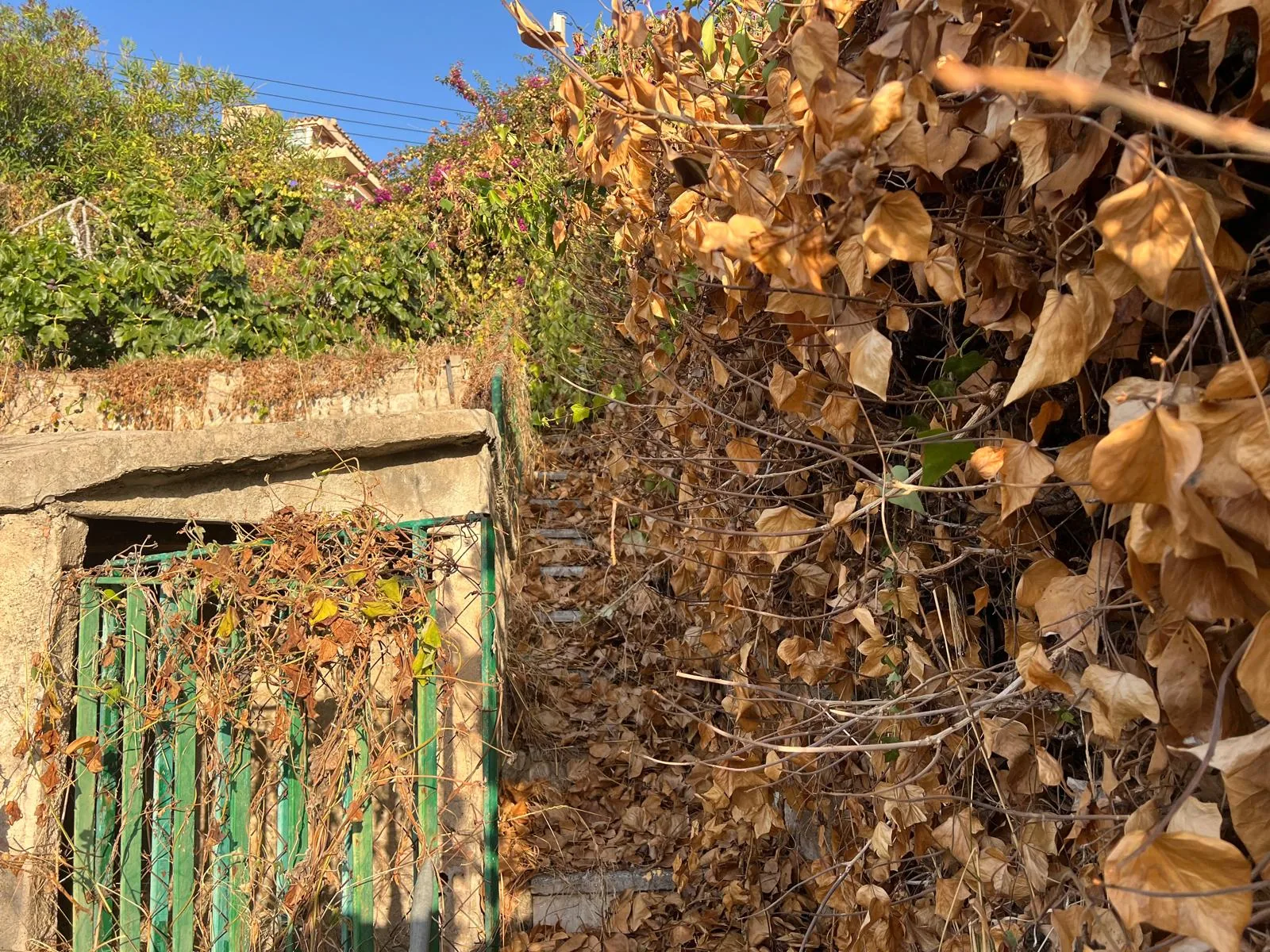 Maleza acumulada junto a los accesos interiores de una finca en Sant Cebrià de Vallalta