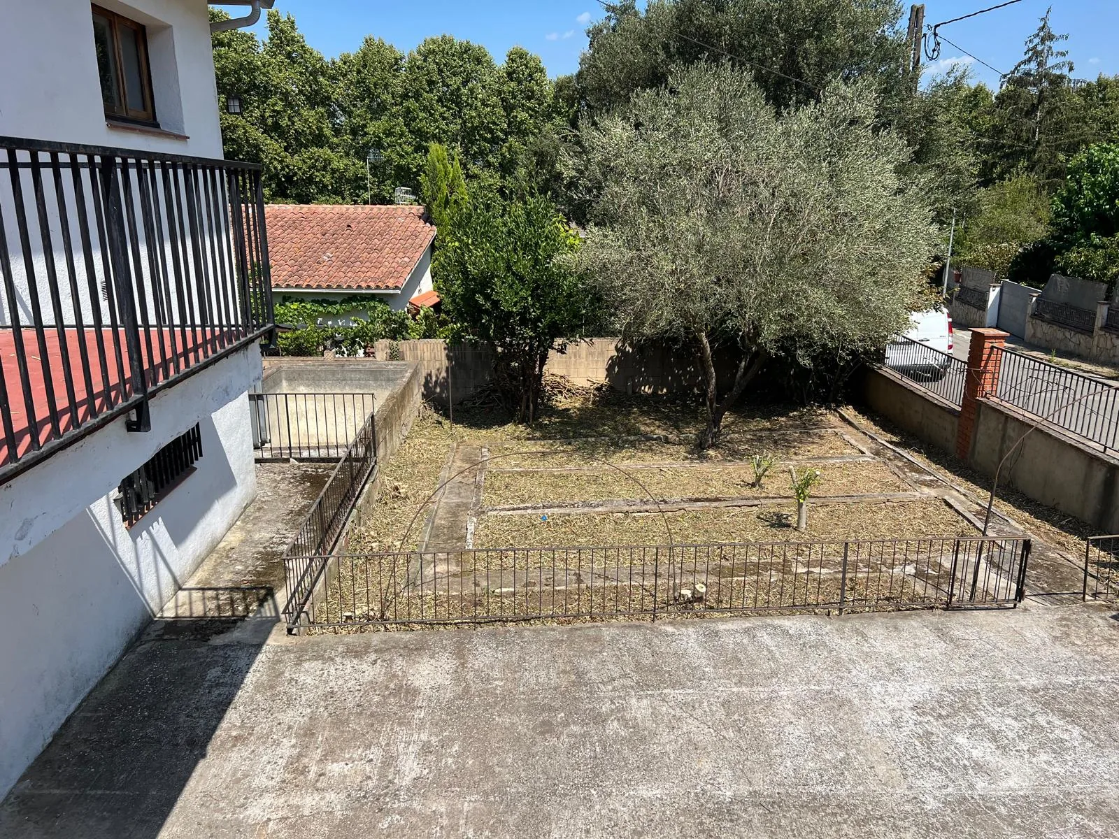 Parcela de Can Coll (Llinars del Vallès) limpia tras el desbroce, con el olivo conservado