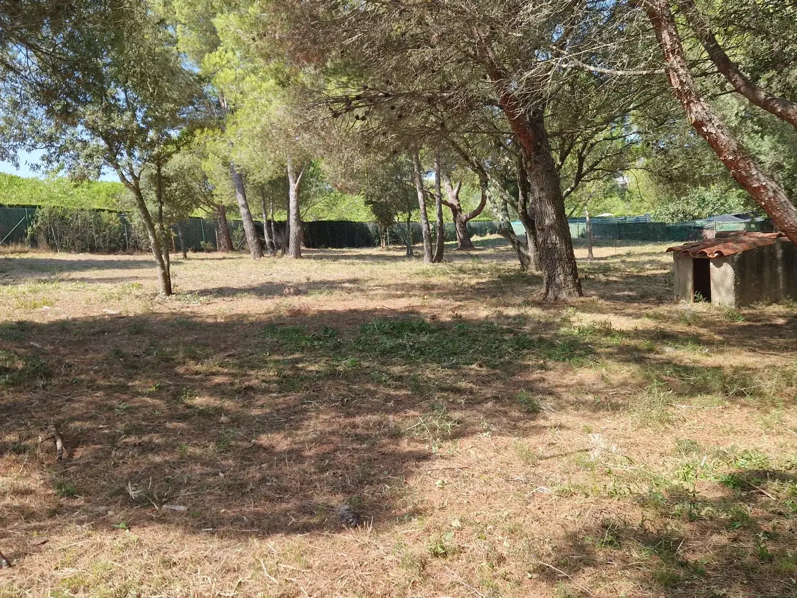 Arbolado conservado y terreno completamente limpio en una parcela de Palamós tras la limpieza
