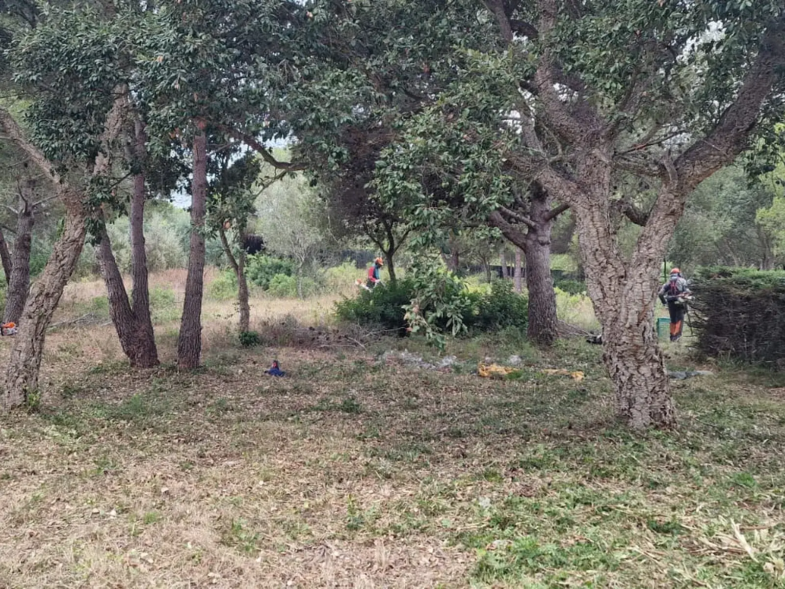 Franja perimetral desbrozada para la prevención de incendios en una parcela de Palamós