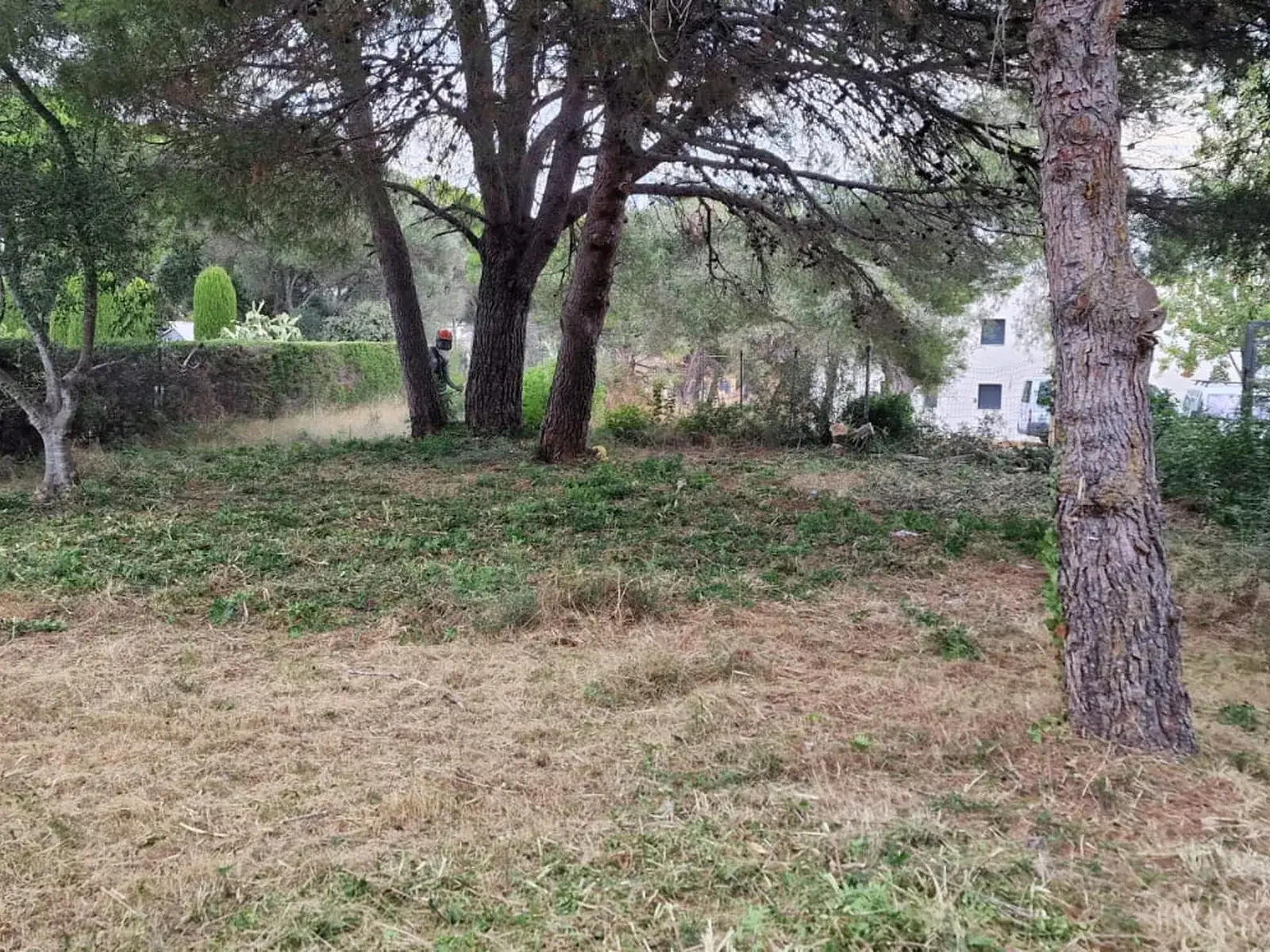 Pinos con el sotobosque eliminado en una parcela desbrozada de Palamós