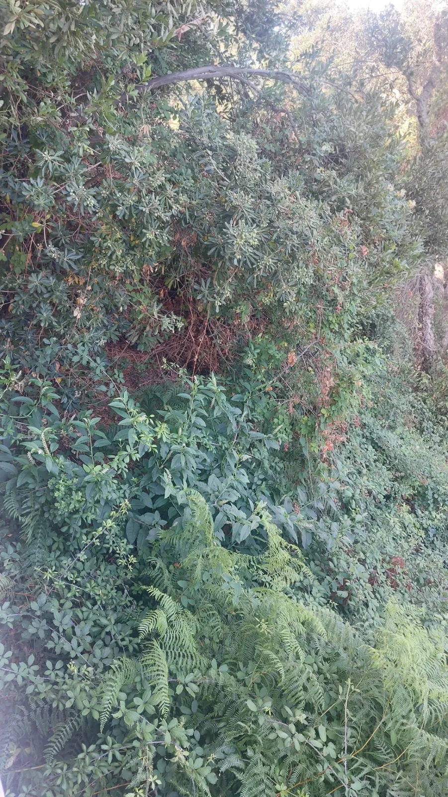 Branques, falgueres i vegetació densa als espais exteriors d'una comunitat de Lloret