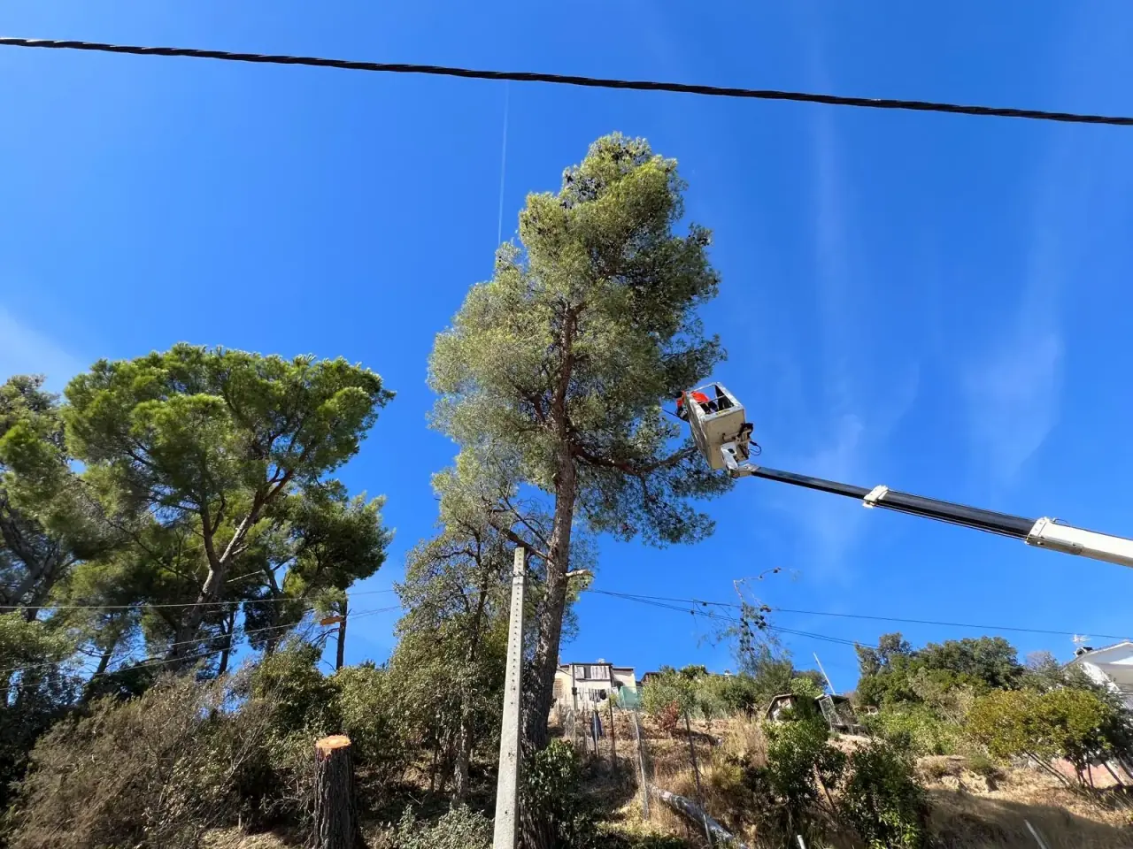 Operario trabajando sobre el arbolado desde una plataforma elevadora en Palafolls