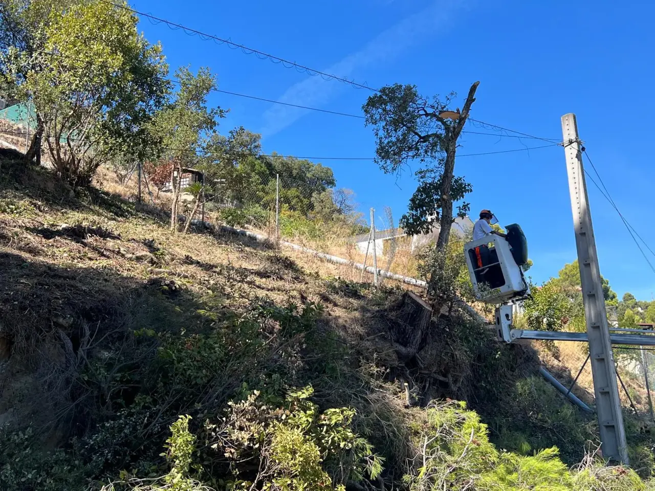 Trabajo de poda con plataforma elevadora entre el arbolado en Palafolls