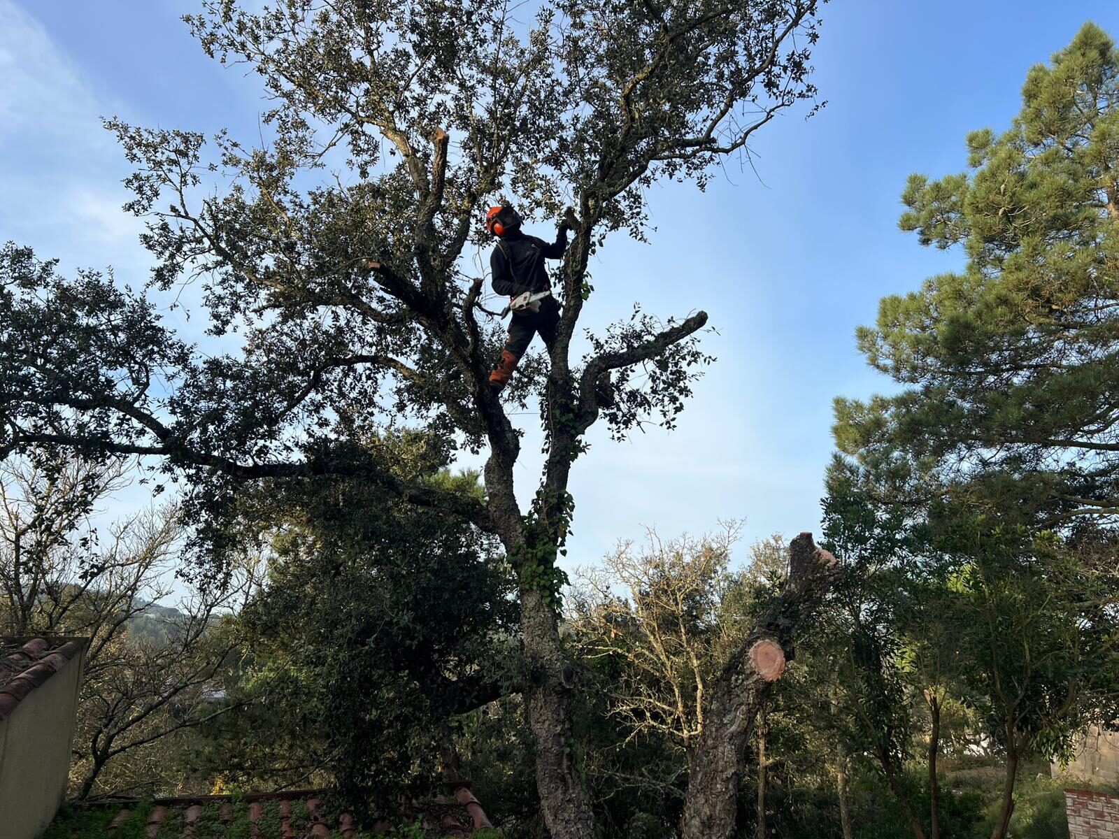 Trabajo en altura cortando árbol en zona de obra en Vidreres