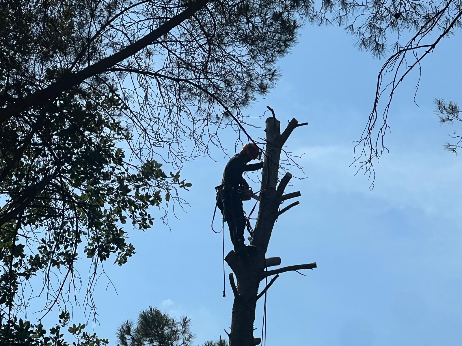 Arborista podant i talant un pi amb cordes a Sant Antoni de Vilamajor (juny 2026)