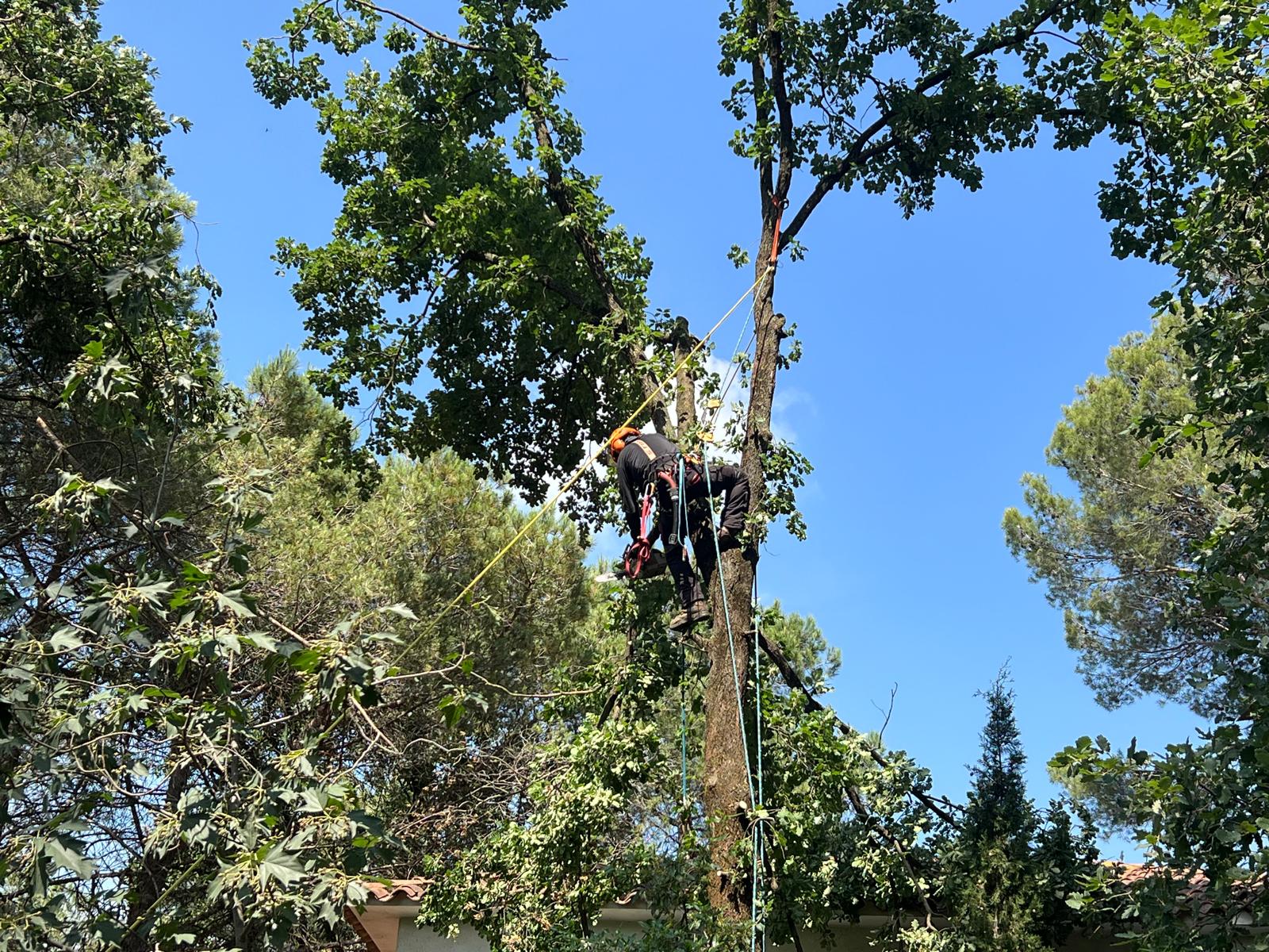 Poda d'arbre amb cordes i tècnica vertical a Sant Antoni de Vilamajor (juny 2026)