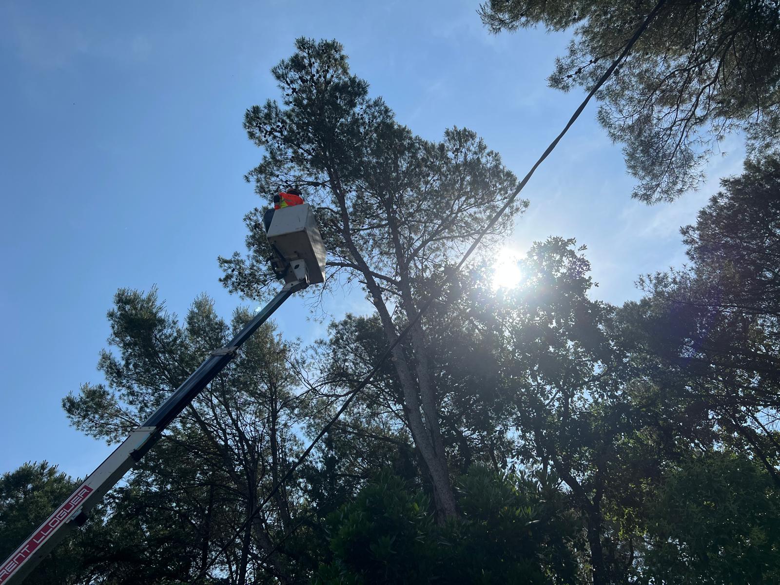 Poda de pi amb cistella elevadora a Sant Antoni de Vilamajor (juny 2026)