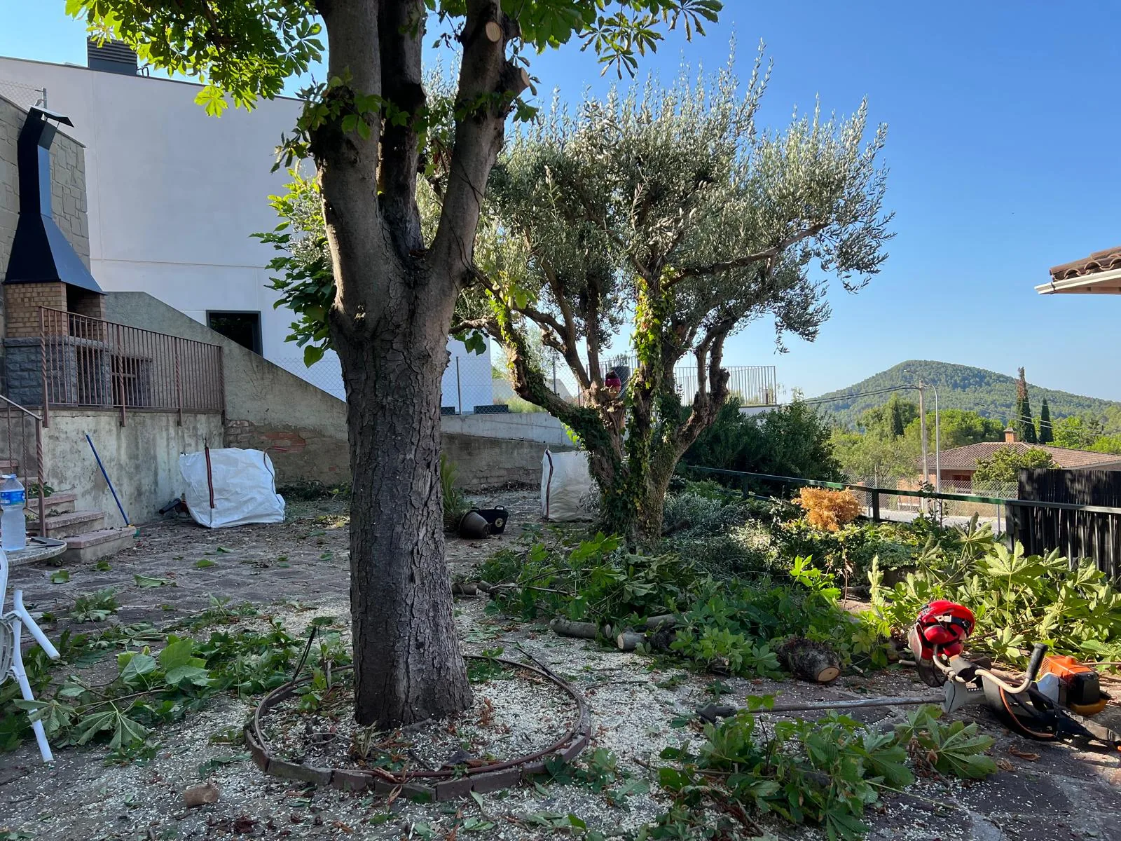 Castaño de Indias en proceso de poda de aclareo en un jardín de Sant Feliu de Codines