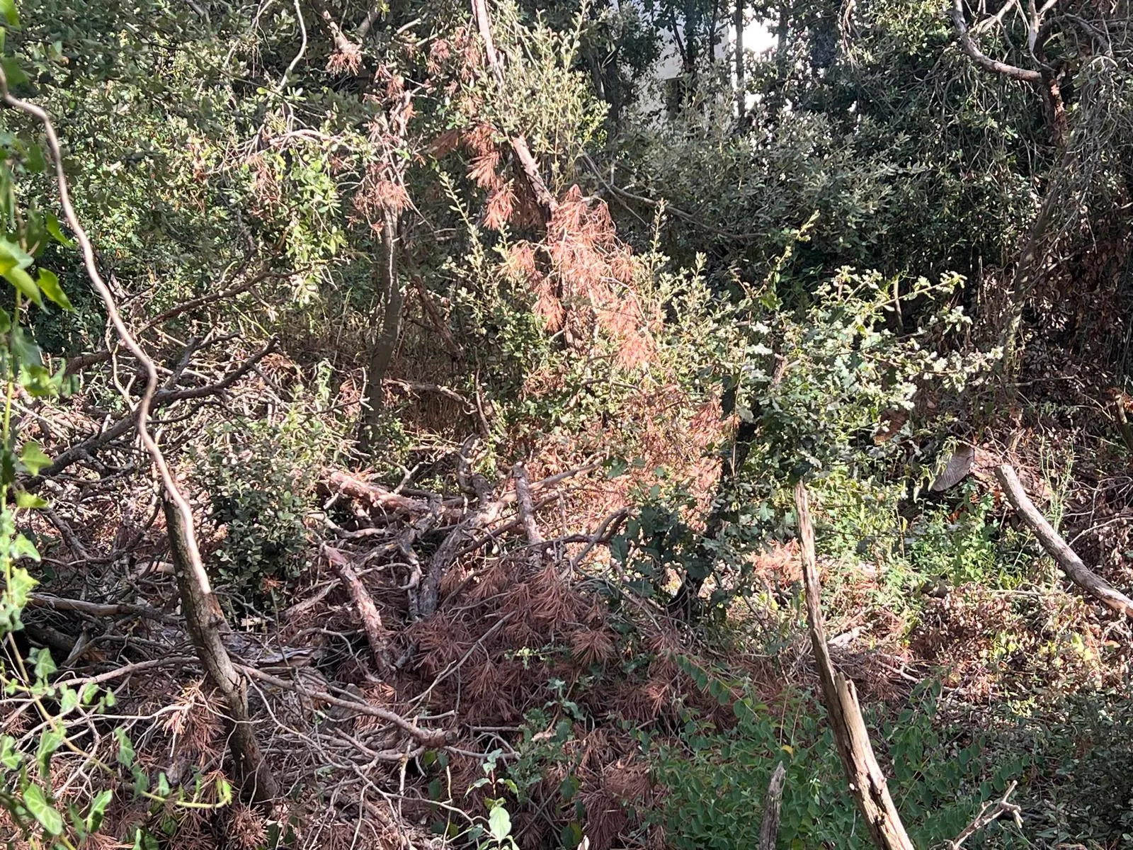 Restes vegetals i branques acumulades sota l'arbrat en una parcel·la de Moià