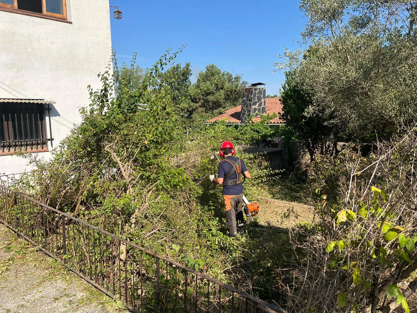 Retirada de la masa de vegetación ornamental crecida junto a la vivienda en una finca de Can Coll