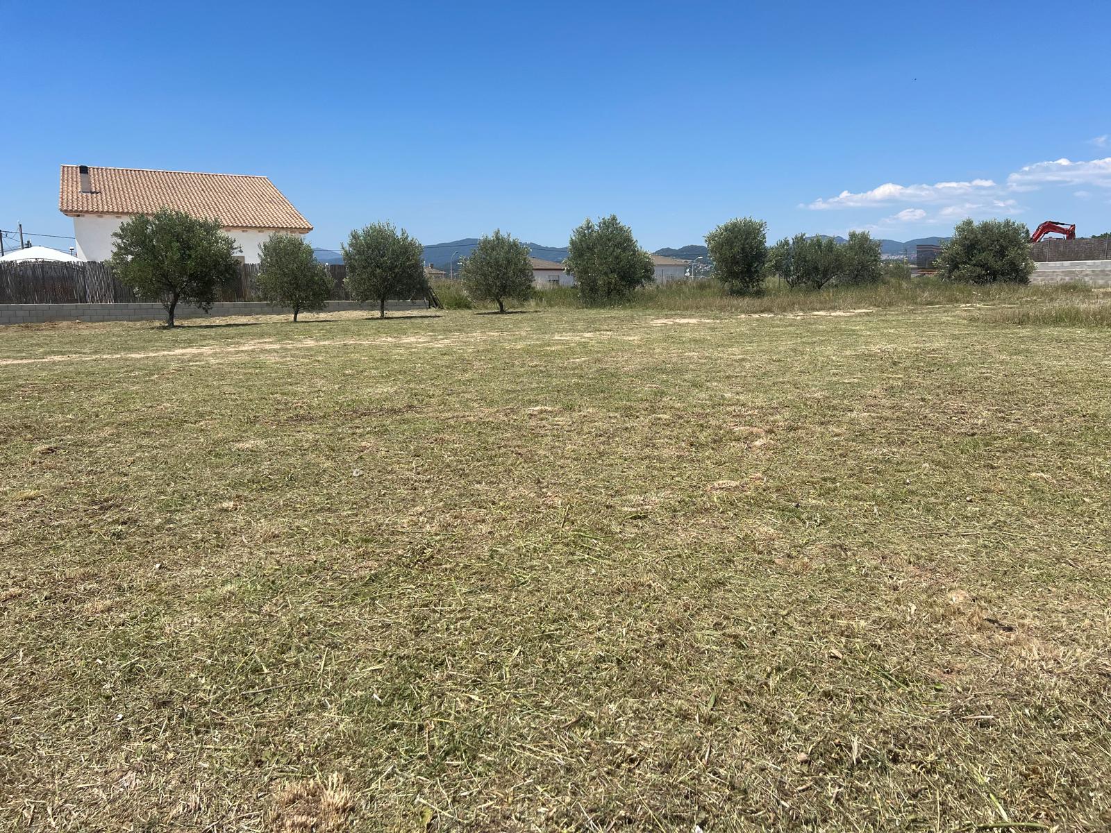Interior de la finca con olivos después del desbroce en Santa Eulàlia de Ronçana, superficie limpia y transitable