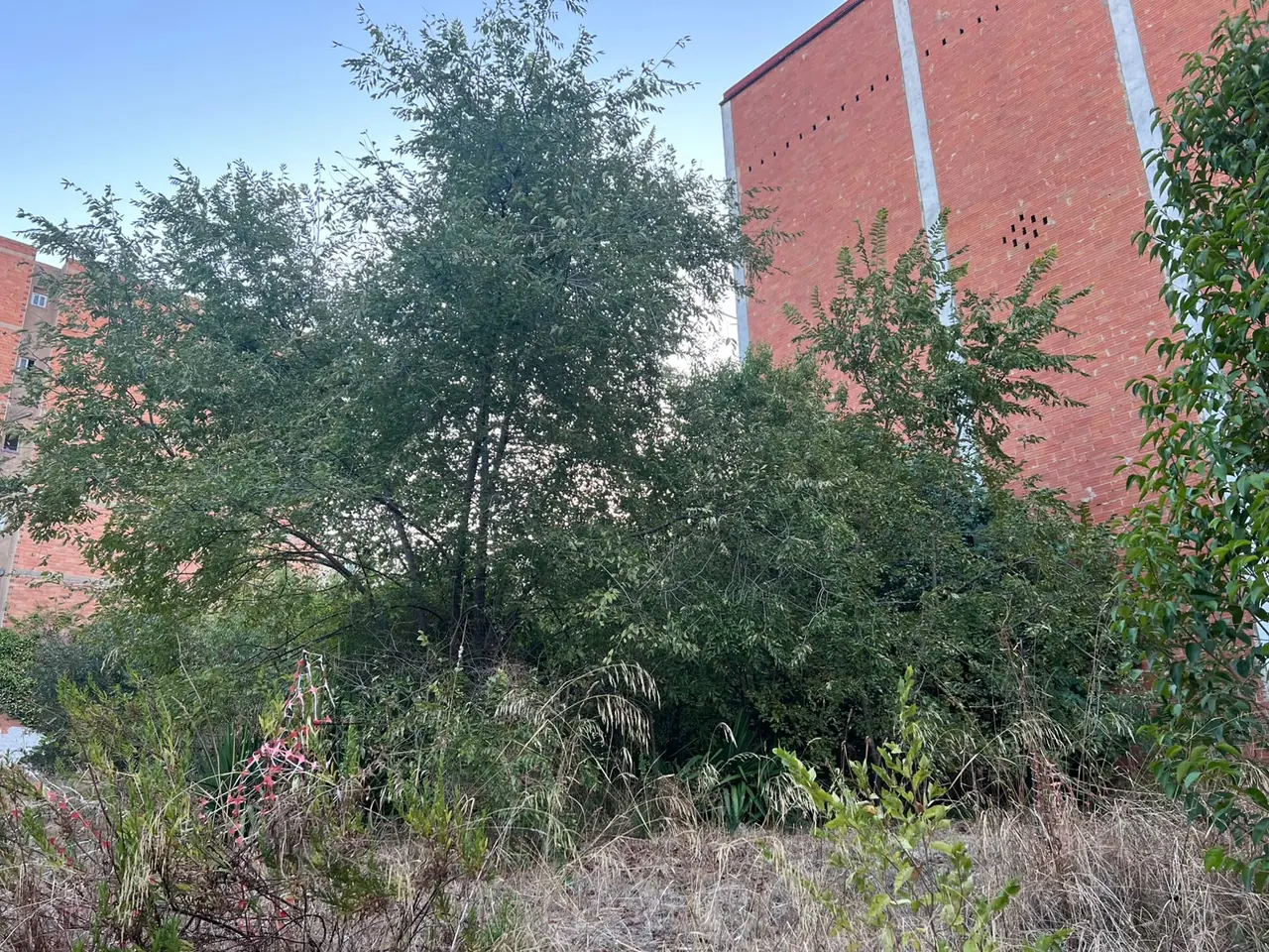 Parcela urbana con vegetación antes de su limpieza en Mollet del Vallès