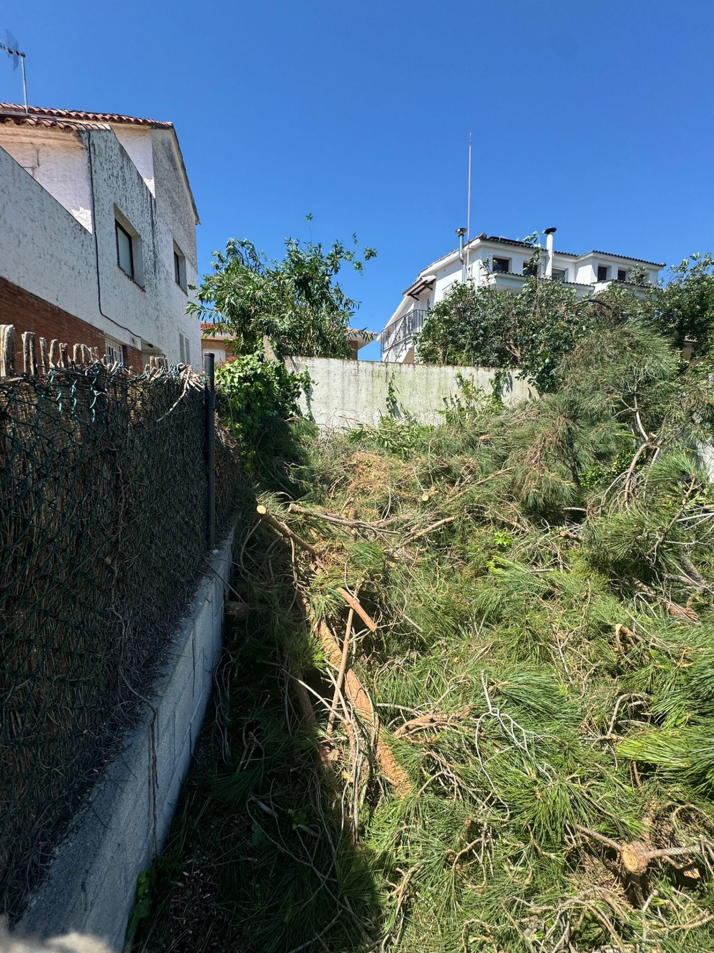 Tala de árboles en Teià — pino desmontado por secciones con los restos acumulados en la finca listos para triturar