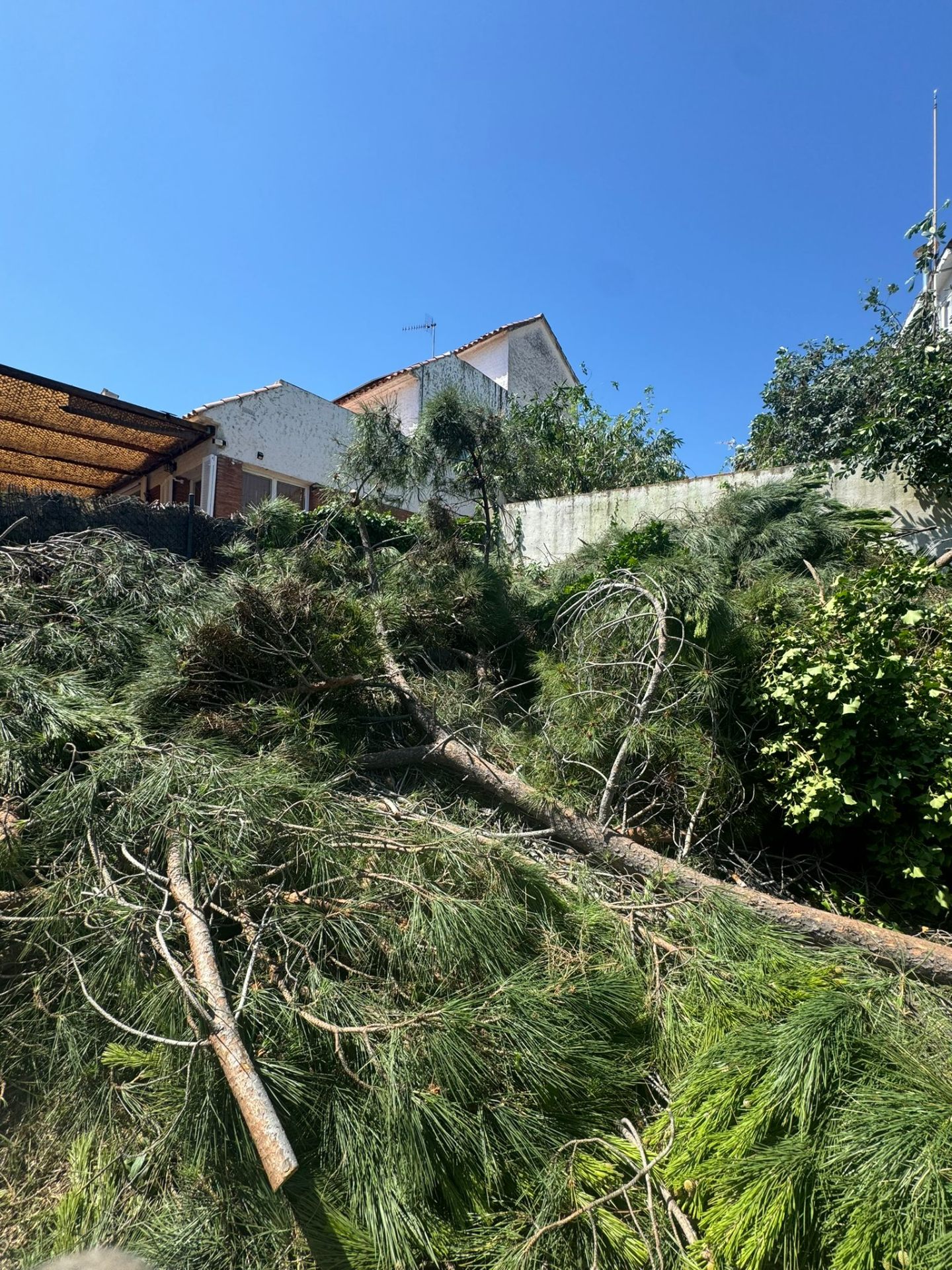 Limpieza de parcelas en Teià — ramas y maderas del pino apiladas en la finca listas para ser trituradas con biotrituradora