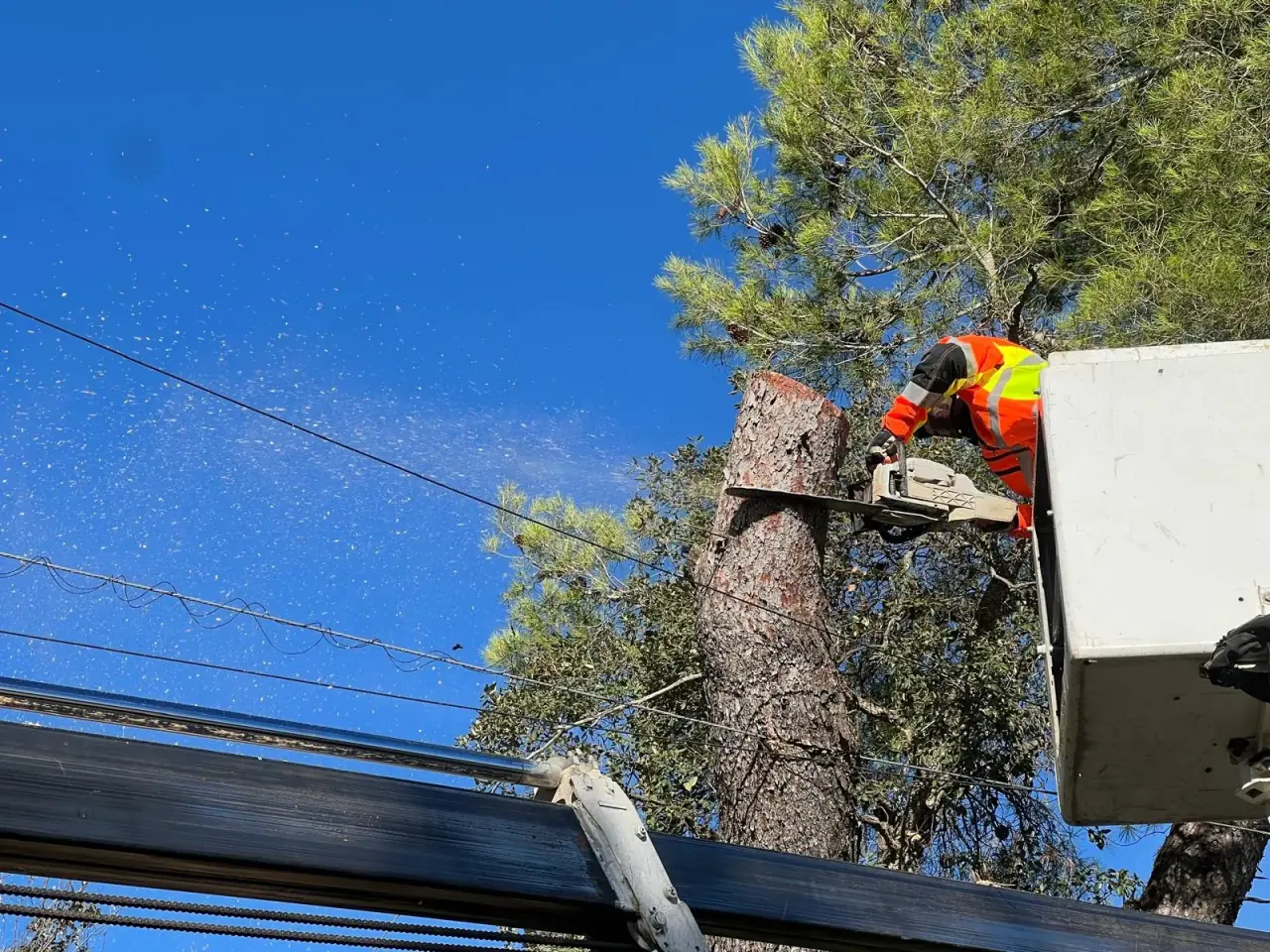 Corte controlado de ramas desde una plataforma elevadora en Sant Genís de Palafolls