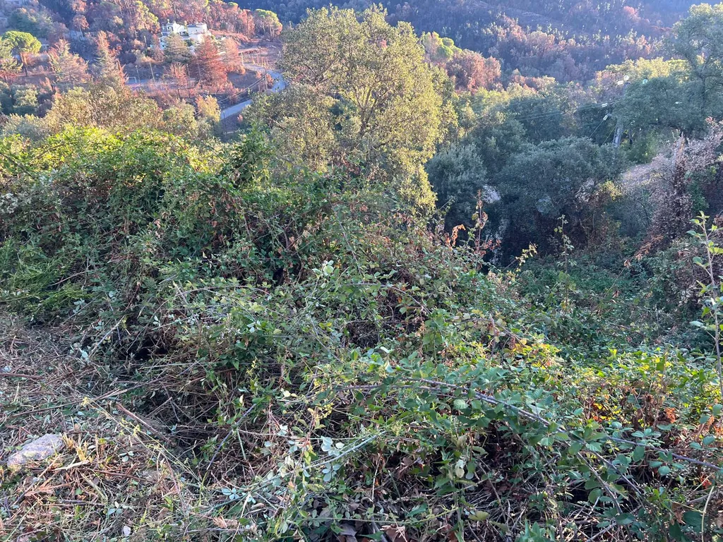 Zarzas acumuladas en una zona de fuerte desnivel de la parcela residencial de Vall Repòs.