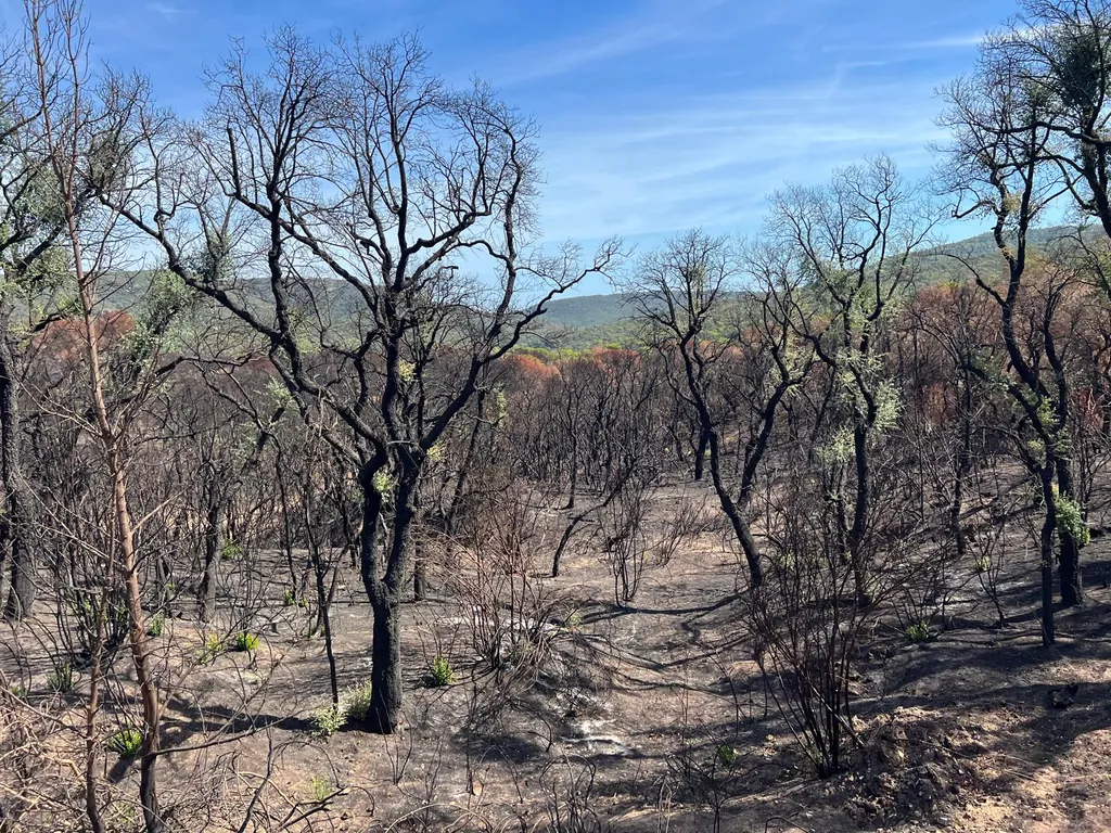Detalle del bosque con señales del incendio junto a Vall Repòs; esta fotografía no documenta trabajos de restauración ni tala.