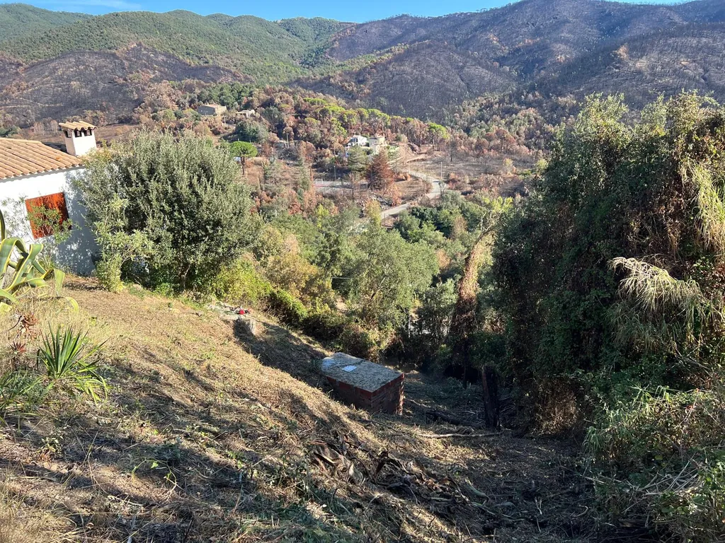 Vista desde la vivienda hacia una parte de la parcela después de reducir la vegetación.