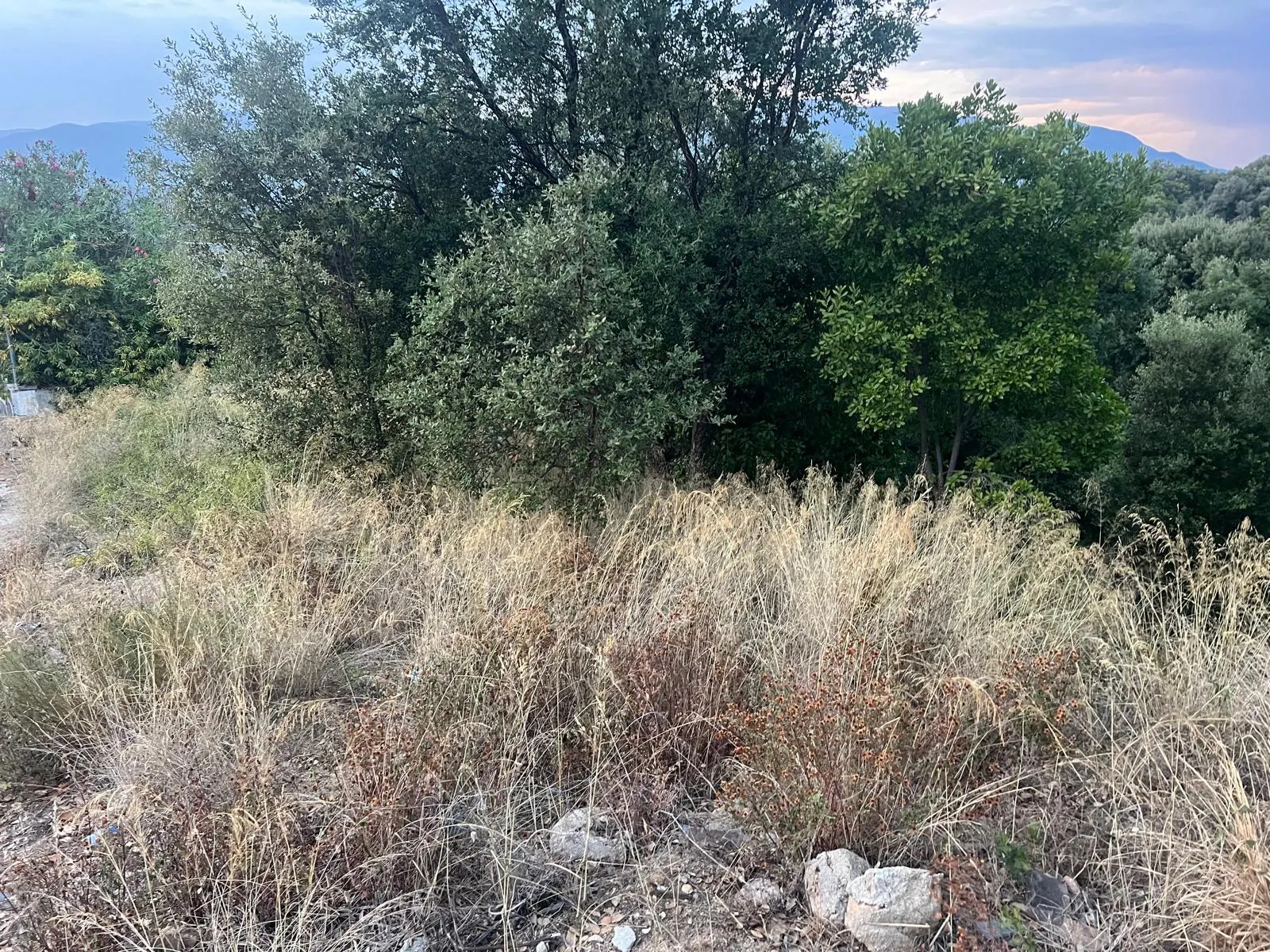 Vegetación alta antes de limpiar una parcela en Vallgorguina