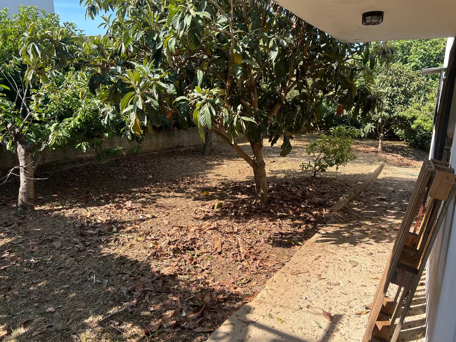 Zona de árboles frutales de la finca recuperada y podada, con el suelo limpio bajo los nísperos
